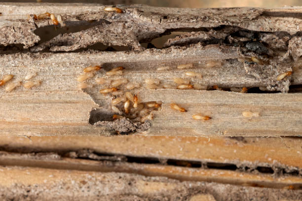 Wasp Removal Services in Cleveland, OK
